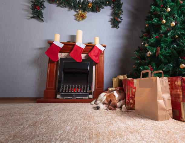 istock Colorful presents and a dog under the christmas tree. 1060846224