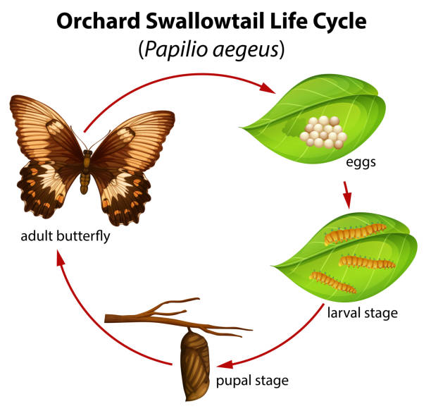 Orchard swallowtail life cycle Orchard swallowtail life cycle illustration egg to caterpillar stock illustrations