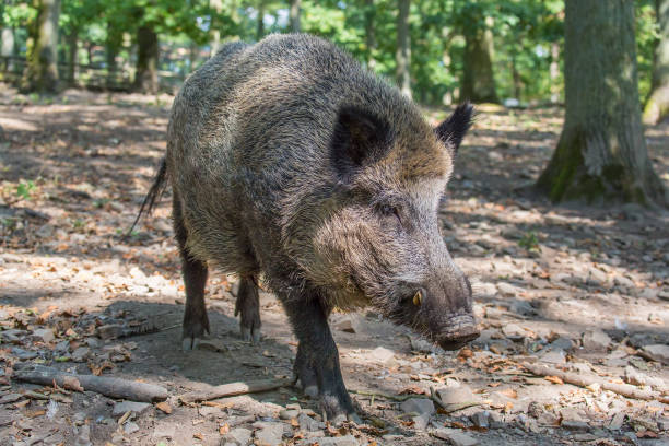 Close up wild boar walks in european nature. I took this photo in the area of Sauerland in Germany. The wild pig was walking in a nature reserve. In this park there lived a family of wild boars, also with newborn animals. The wild animal is moving towards the camera because it hoped for some food.
