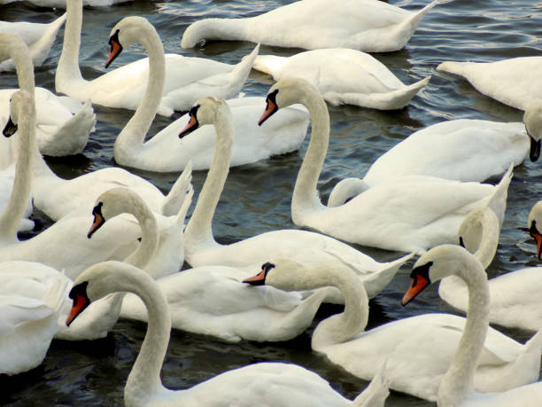 istock Flock of swans float on the water surface near the shore 1060849430