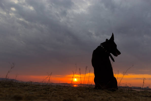 Silhouette of a dog, watching a sunset