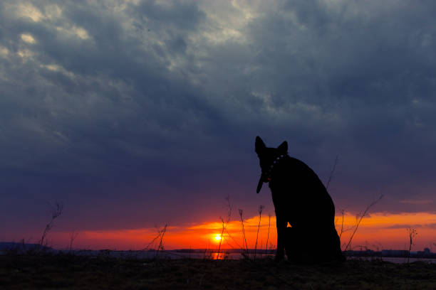 Silhouette of a dog, watching a sunset