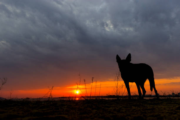 istock Silhouette of a dog, watching a sunset 1060852596