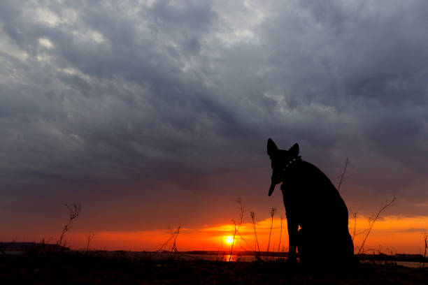 istock Silhouette of a dog, watching a sunset 1060852612