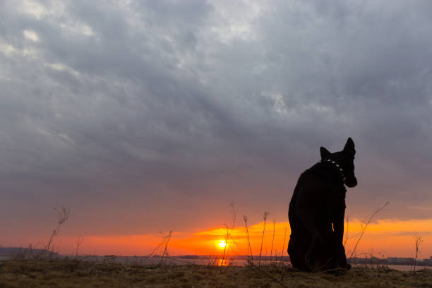 istock Silhouette of a dog, watching a sunset 1060852638