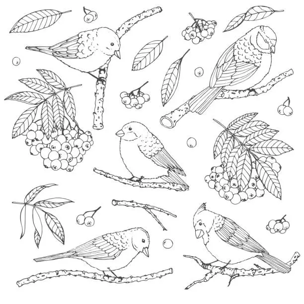 Vector illustration of Hand drawn vector set of birds, branches, leaves and rowanberry contours isolated on white background. Winter decoration line art in sketch style for coloring books.