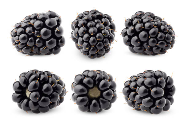 istock blackberry isolated on white background, clipping path, full depth of field 1060856558