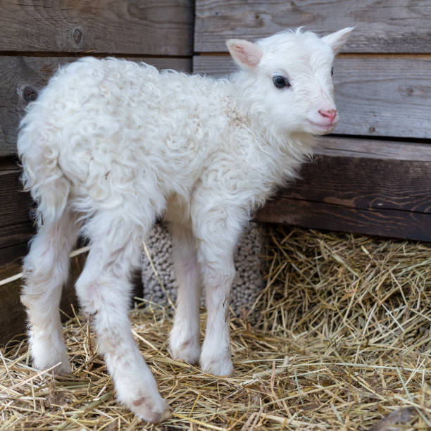 istock a littel white lamb standing on ones own 1060858380