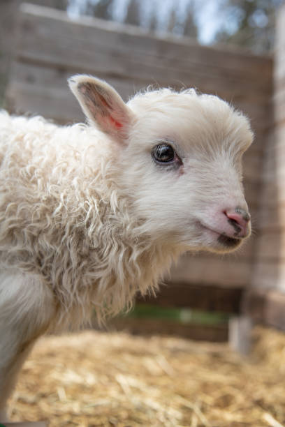 istock young little white and cute lamb in Sweden 2018 1060858406