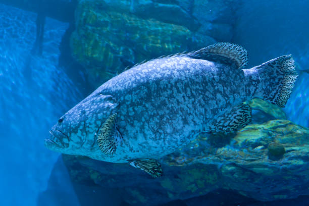 istock The giant grouper in aquarium. 1060858954