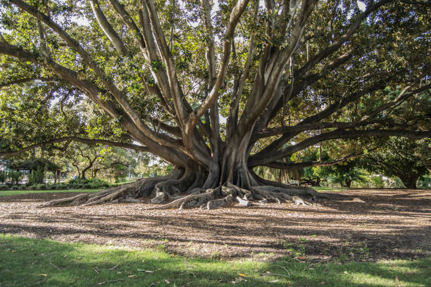 istock Dettail of a tree at the afternoon 1060860842