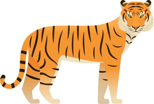 Tiger in flat design.  Vector Illustration. Wild animal. Tiger flat design. Vector. Zoo wild cat, animal isolated. African fauna on white background. Cartoon Illustration. tiger illustrations stock illustrations