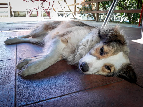 istock Sleepy Dog Lays on the Floor 1060860974