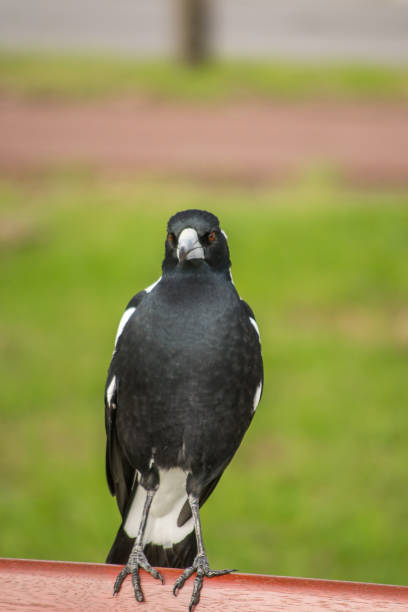 istock Portrait of a bird 1060861288