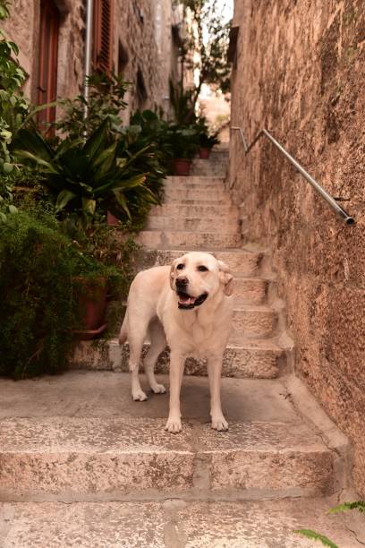 istock Labrador Retriever in Croatia 1060861296