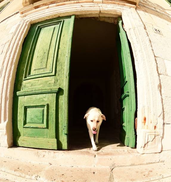 istock Labrador Retriever in Croatia 1060861518