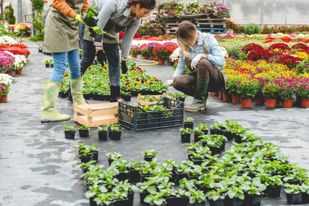 istock Florists in greenhouse 1060861548