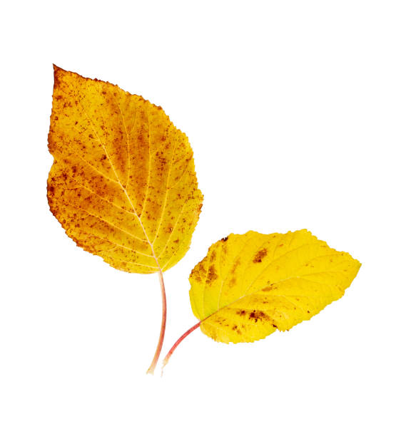 istock Autumn yellow leaves isolated on white background 1060862144