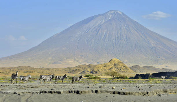 Zebras at the foot of the Lengai Volcano Zebras at the foot of the Lengai (Ol Doinyo Lengai) Volcano. Tanzania. Africa. arusha region stock pictures, royalty-free photos & images