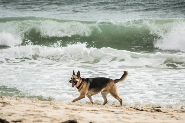 istock A german sheper dog having fun on the beach 1060862222