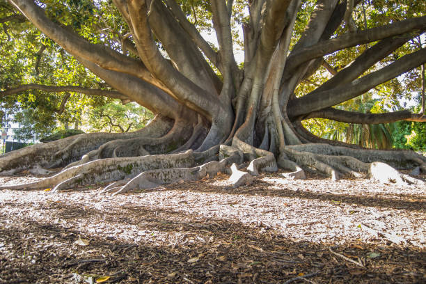 istock Dettail of a tree at the afternoon 1060863384