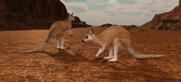 istock Kangaroos in the desert 1060863764
