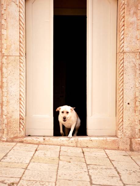 istock Labrador Retriever in Croatia 1060863796