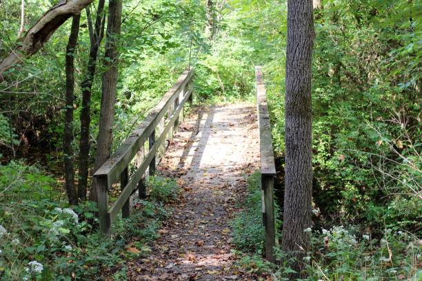 istock Autumn Leaves cover the Bridge 1060866532