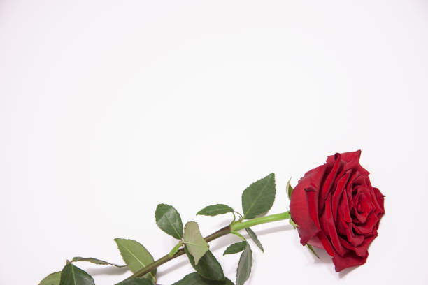 istock Red rose flower with leaves on a white background. 1060867446