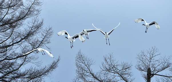 The red-crowned crane in flight on the blue sky  background. Winter season. Scientific name: Grus japonensis, also called the Japanese crane or Manchurian crane.
