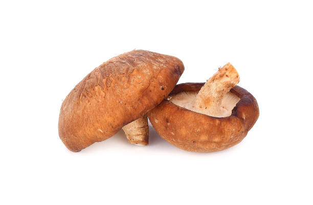 istock Shiitake mushroom on the White background 1060868014