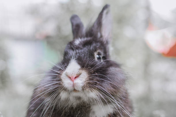 istock portrait of a rabbit in the grass 1060869342