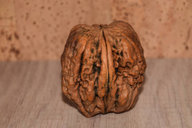 istock unusual look of gigantic walnut 1060872448