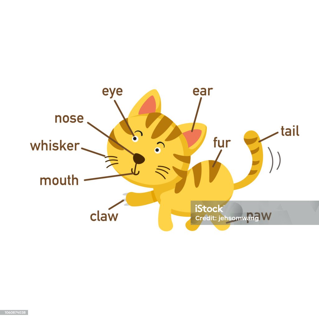 Illustration of cat vocabulary part of body Illustration of cat vocabulary part of body.vector Activity stock vector