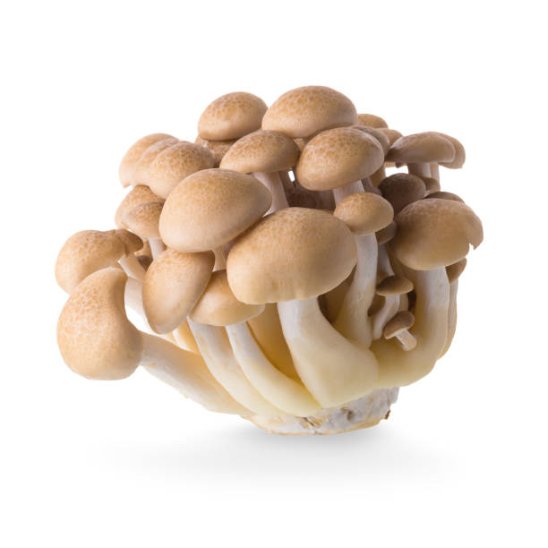 shimeji mushrooms brown varieties isolated on white background shimeji mushrooms brown varieties isolated on white background. buna shimeji stock pictures, royalty-free photos & images