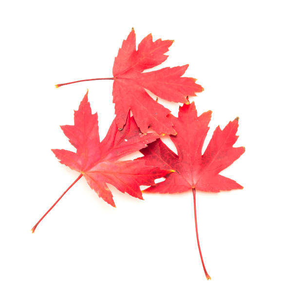 istock Close-up top view three bright red maple leaves isolated on white 1060874716