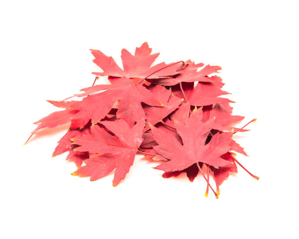 istock Heap of bright red maple leaves isolated on white 1060874788