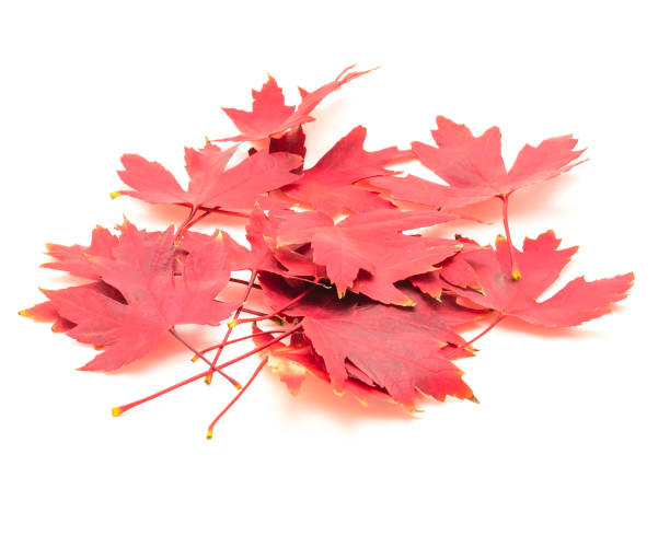 istock Heap of bright red maple leaves isolated on white 1060874808