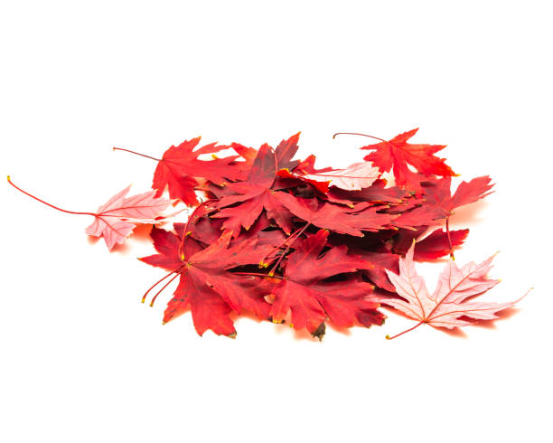 istock Heap of bright red maple leaves isolated on white 1060874834