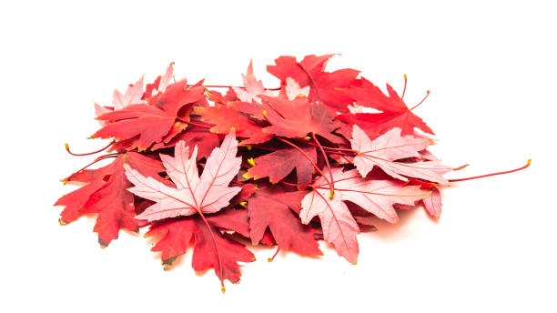 istock Heap of bright red maple leaves isolated on white 1060874854
