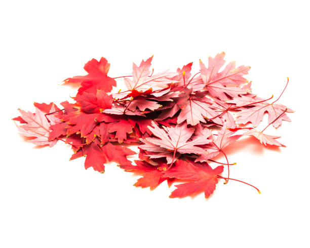 istock Heap of bright red maple leaves isolated on white 1060874884