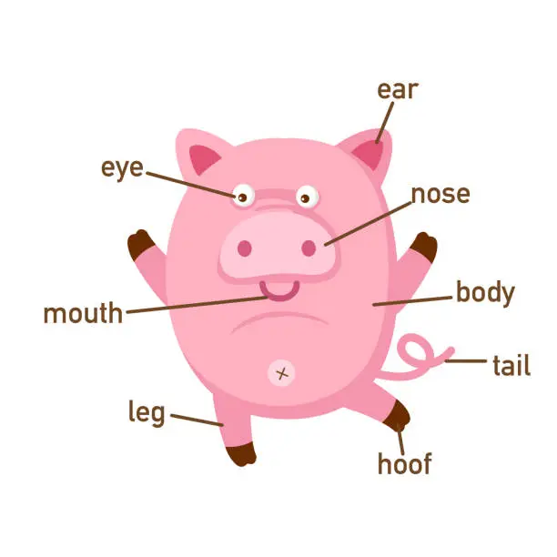 Vector illustration of Illustration of pig vocabulary part of body