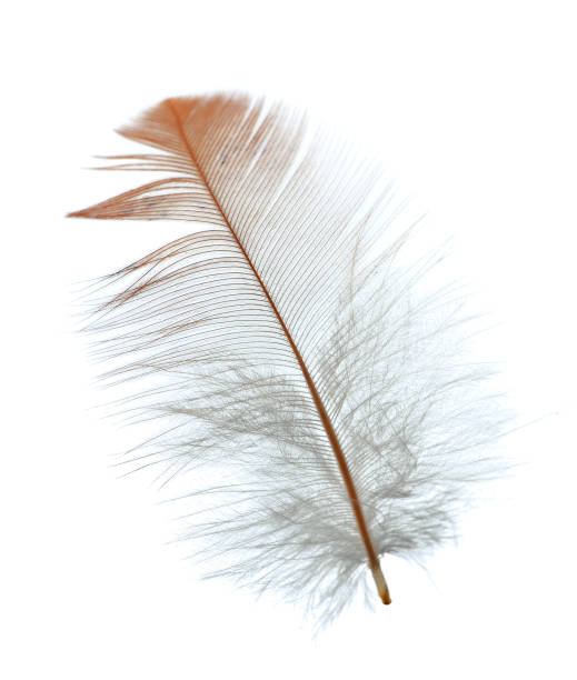 vogelfeder, isolated on white background - feather white macro bird stock-fotos und bilder