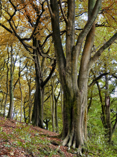 istock tall beech trees with twisted branches growing in ancient hillside woodland 1060876444