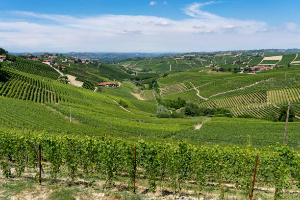 istock Vineyards near Barbaresco, Cuneo, in Langhe 1060876452