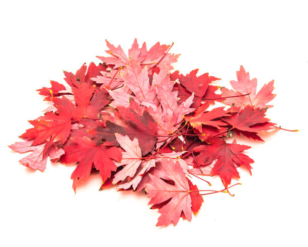 istock Heap of bright red maple leaves isolated on white 1060876652