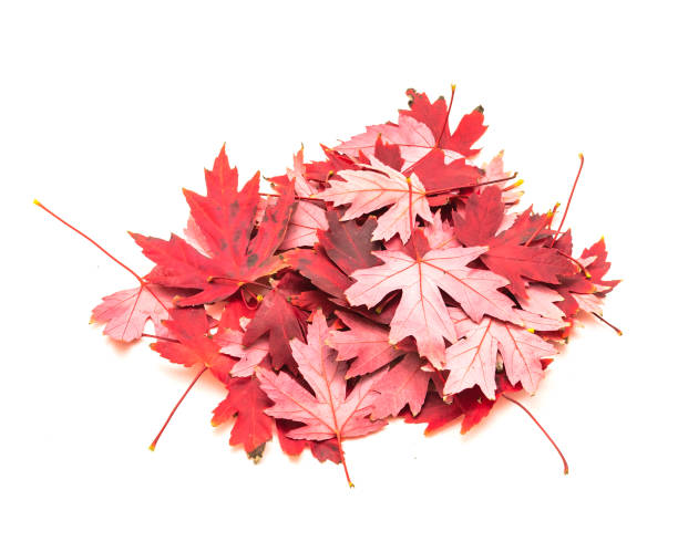 istock Heap of bright red maple leaves isolated on white 1060876666