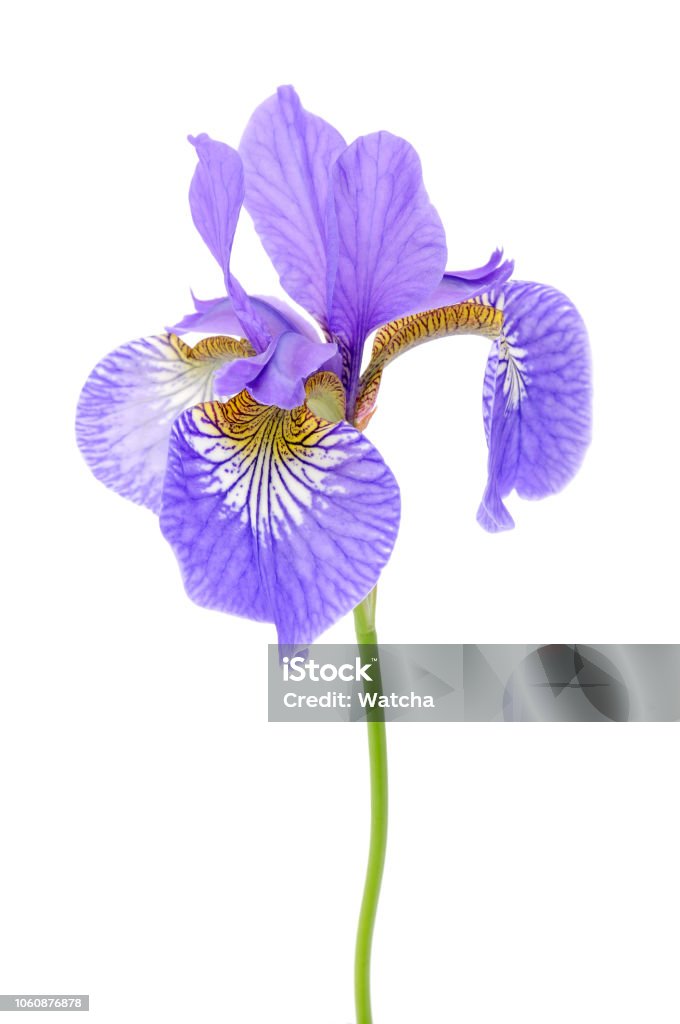 Iris Flor Aislada Sobre Fondo Blanco Foto de stock y más banco de imágenes de Iris - Flor - Iris - Flor, Flor, Flor de lirio - iStock Iris Flor Aislada Sobre Fondo Blanco Foto de stock y más banco de imágenes de Iris - Flor - Iris - Flor, Flor, Flor de lirio - iStock