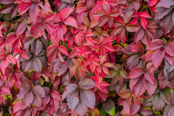 istock Bright red leaves of wild grapes 1060876884