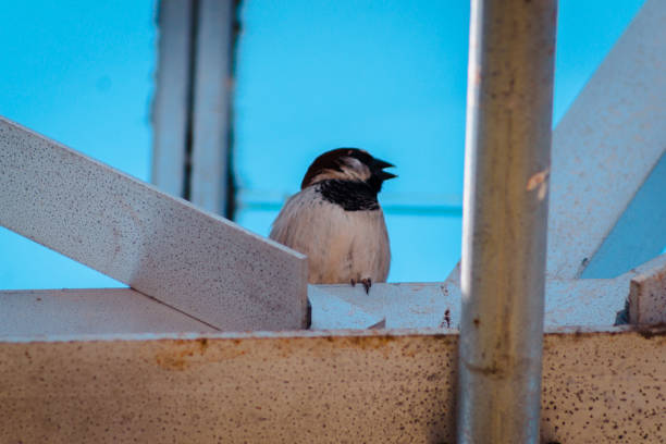 istock Black Capped Chickadee perched in a greenhouse 1060877032